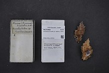 Naturalis bioxilma-xillik markazi - RMNH.MOL.129218 - Chicoreus trivialis (A. Adams, 1854) - Muricidae - Mollusc shell.jpeg