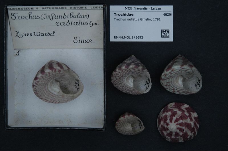 File:Naturalis Biodiversity Center - RMNH.MOL.143692 - Trochus radiatus Gmelin, 1791 - Trochidae - Mollusc shell.jpeg