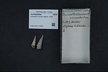 Центр биоразнообразия Naturalis - RMNH.MOL.176561 - Colpospira sinuata (Reeve, 1849) - Turritellidae - Mollusc shell.jpeg