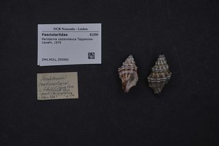 <i>Peristernia castanoleuca</i> Species of gastropod