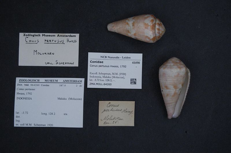 File:Naturalis Biodiversity Center - ZMA.MOLL.64260 - Conus pertusus Hwass, 1792 - Conidae - Mollusc shell.jpeg