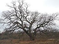 1 oak "meadow oak"
