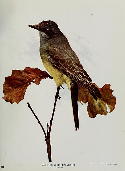 File:Nature neighbors, embracing birds, plants, animals, minerals, in natural colors by color photography, containing articles by Gerald Alan Abbott, Dr. Albert Schneider, William Kerr Higley...and other (14747793731).jpg