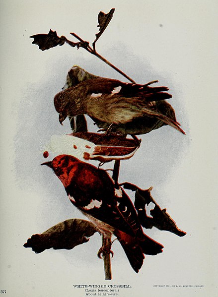 File:Nature neighbors, embracing birds, plants, animals, minerals, in natural colors by color photography, containing articles by Gerald Alan Abbott, Dr. Albert Schneider, William Kerr Higley...and other (14770862023).jpg