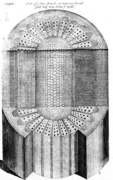 File:Nehemiah-Grew003-1641-1712.jpg