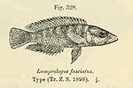 Miniatura per Neolamprologus fasciatus