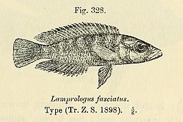Neolamprologus fasciatus