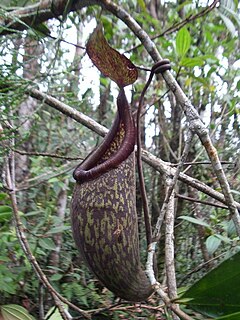 <i>Nepenthes rigidifolia</i> Species of pitcher plant from Sumatra