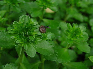 <i>Perpolita hammonis</i> Species of gastropod