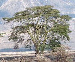 Acacia xanthophloea (Ngorongoro, Tanzania)