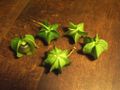 Nicandra physalodes fruits.jpg