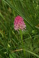 Nigritella lithopolitanica