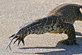 Varanus niloticus