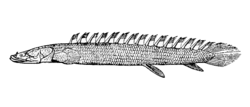 Bichir do Nilo (Polypterus bichir)