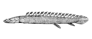 Polypterus bichir