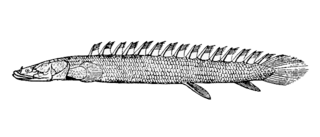 Bichirs and the reedfish comprise Polypteridae, a family of archaic-looking ray-finned fishes and the only family in the order Polypteriformes.