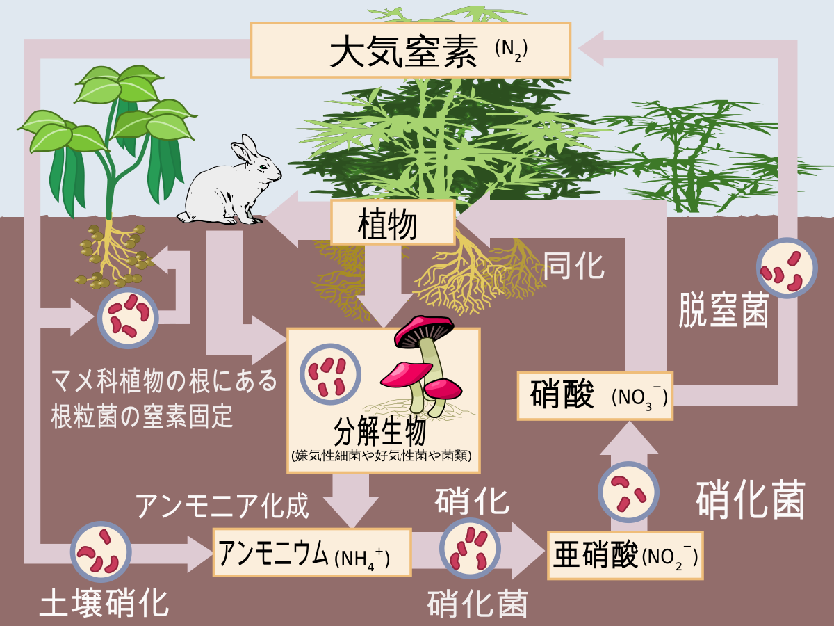 窒素循環 Wikipedia