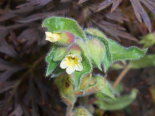 Nonea lutea 2017-09-26 4895