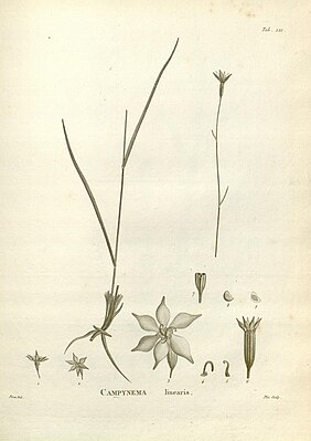 Campynema lineare, Illustration