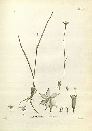 <i>Campynema</i> Genus of flowering plants