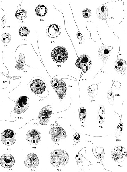 File:Observations on Coprozoic Flagellates- Together with a Suggestion as to the Significance of the Kinetonucleus in the Binucleata (1916) (14596545218).jpg