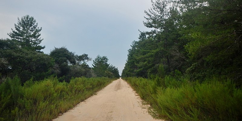 File:Ocala National Forest - panoramio.jpg