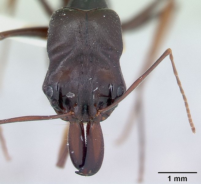 File:Odontomachus assiniensis casent0178262 head 1.jpg