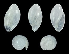 Olivella perplexa, shell