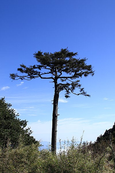 File:On the stage (Tsuga chinensis at Nanhu Mountain area) Gen-Chang HSU 019.jpg