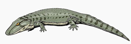 Onchiodon12DB.jpg