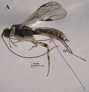 <i>Ondigus</i> Genus of insects