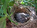 File:Deep fried baby birds.jpg - Wikimedia Commons