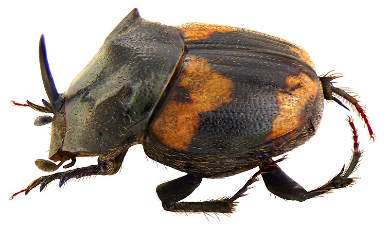File:Onthophagus (= Paraphanaeomorphus) bifasciatus Fabricius, 1781 male (2999784300).jpg