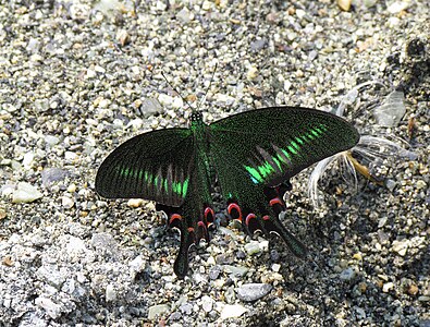 Dorsal view