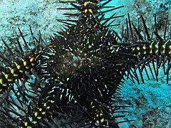 File:Ophiomastix janualis - North Direction island 02.jpeg (Category:Echinoderms of Queensland)