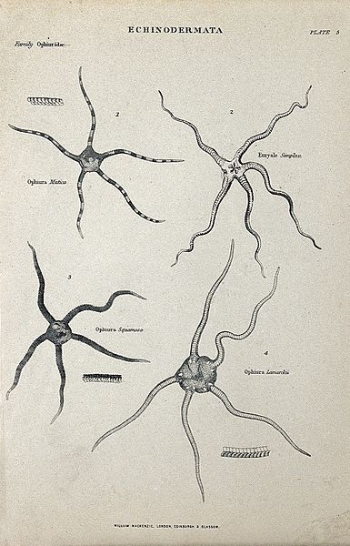 File:Ophiuridae of the genus Echinodermata. Line block. Wellcome V0021963EL.jpg