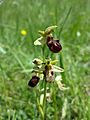 Ophrys sphegodes (s. str.) Nationalpark Donau-Auen, Vienna
