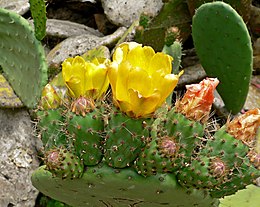 Cactusfamilie: Verspreiding, Habitat, Gebruik