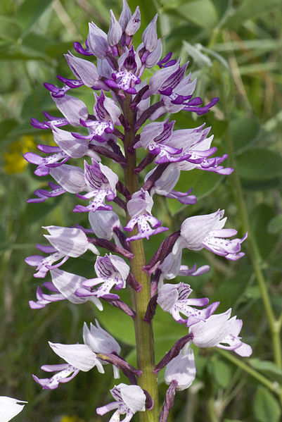 File:Orchis militaris pelouse-chezy-sur-marne 02 12052007 5.jpg