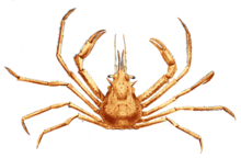 Oregonia gracilis Dana, 1851 (Graceful decorator crab).png