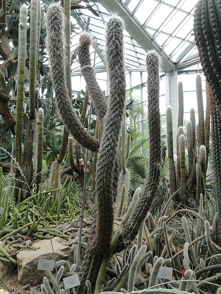 File:Oreocereus maximus - Palmengarten Frankfurt - DSC01764.JPG