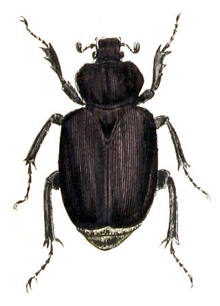<i>Osmoderma</i> Genus of beetles