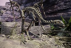 Othnielosaurus Museum of Anchient Life 8.jpg