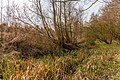 Overwoekerde nog levende holle Wilg (Salix). Locatie, Natuurterrein De Famberhorst 04.jpg