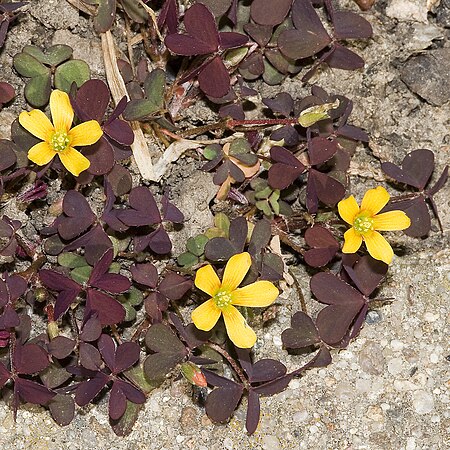 Oxalis.corniculata.7562.JPG