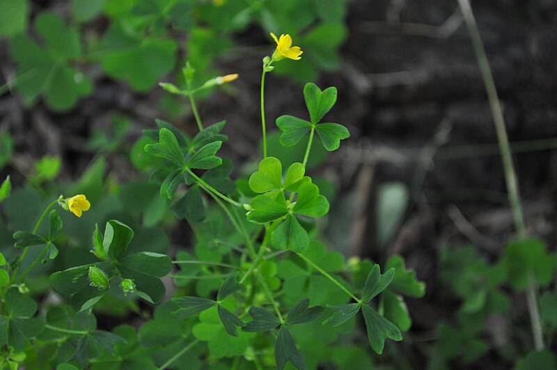 File:Oxalis stricta - flower, leaves (18439230793).jpg