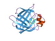 PDB 1hmt EBI.jpg