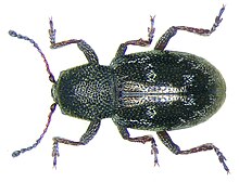 Pachnephorus villosus (Duftschmid, 1825).jpg