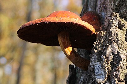 Onbekende paddenstoel in de Kampina (1 november)