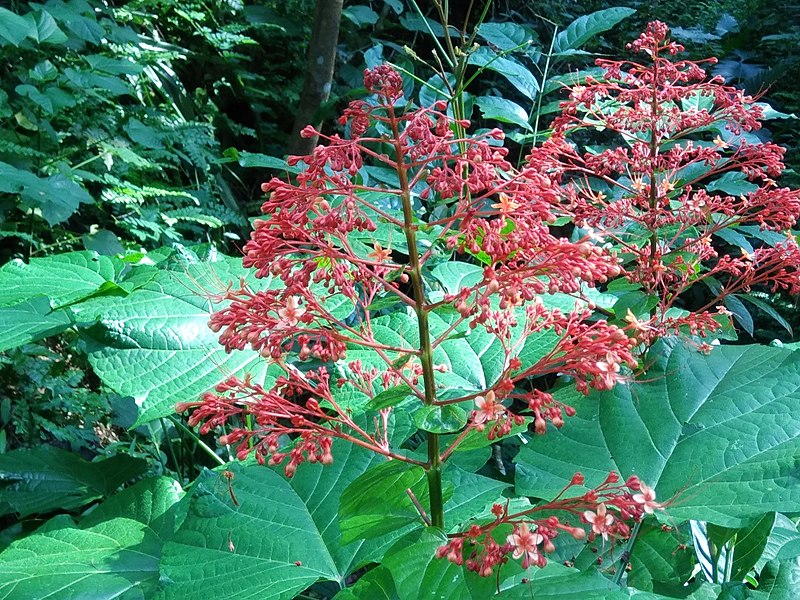 File:Pagoda flower (Clerodendrum paniculatum).jpg